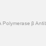 DNA Polymerase β Antibody